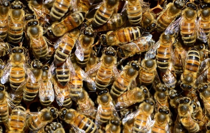 U korist pčela: Pesticidi opasni za pčele zabranjeni u vrijeme cvatnje