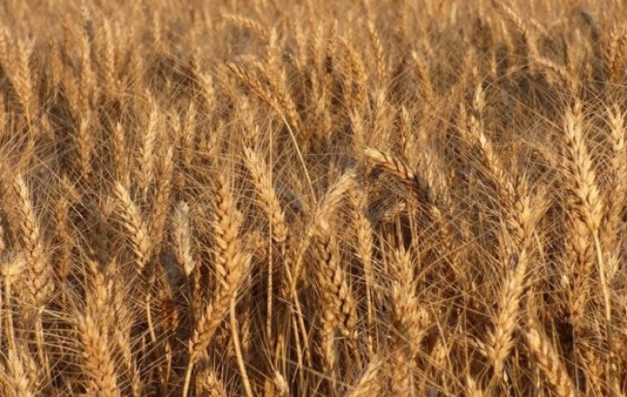 Rumunjska očekuje znatno manju proizvodnju pšenice u 2020.
