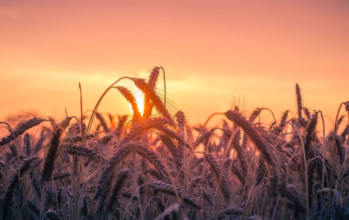 Rusija planira znatnu manju proizvodnju žitarica u ovoj godini
