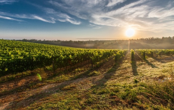 Bordeaux smanjuje vinograde zbog pada potrošnje crnog vina