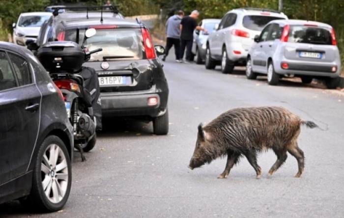 U Zagrebu ulovljeno 27 divljih svinja