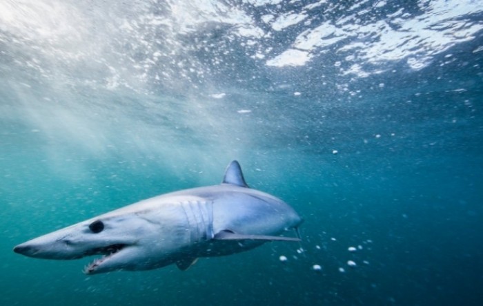 Studija: Značajno smanjen broj morskih pasa i poligača u zadnjih 50 godina