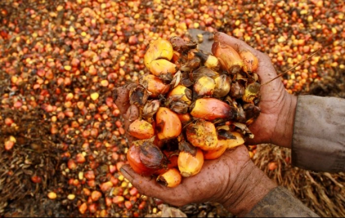 EU očekuje snažan pad potrošnje i uvoza palminog ulja