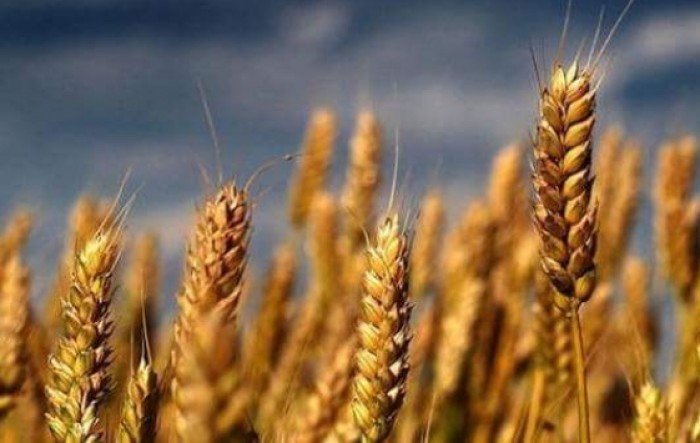 Prinos pšenice ove godine iznad očekivanog prosjeka