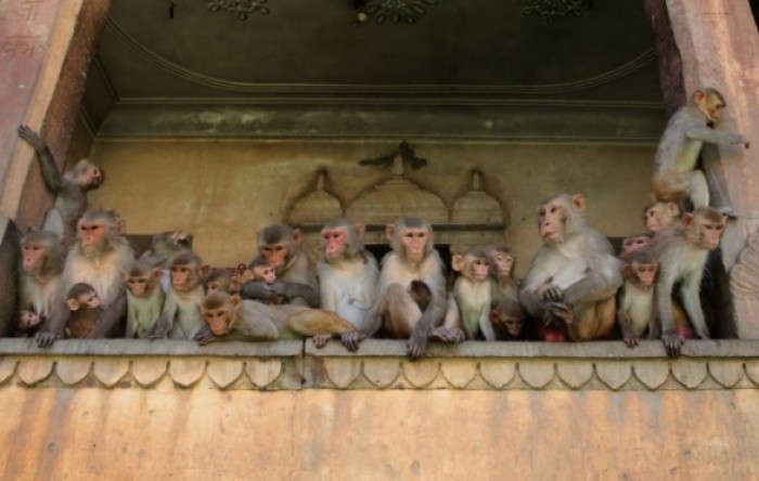 Majmuni u Indiji ukrali uzorke korona pozitivnih