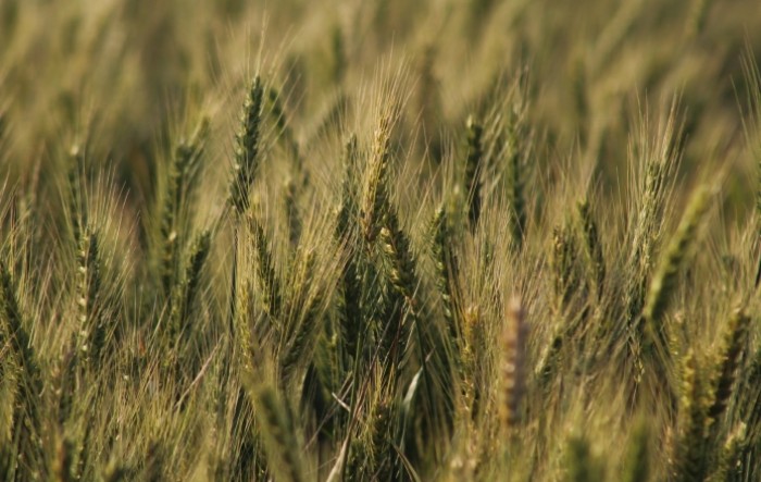 Vlada donijela odluku o obnavljanju strateških robnih zaliha pšenice, kukuruza i ječma