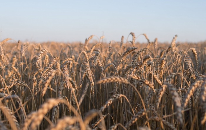 Prva procjena: Manje pšenice i ječma