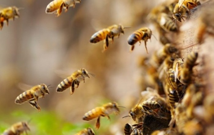 Pomor pčela u Međimurju ipak će biti istraživan kao kazneno djelo