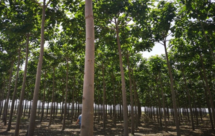 Paulovnija: Drvo koje donosi brzu zaradu od čak 50.000 evra
