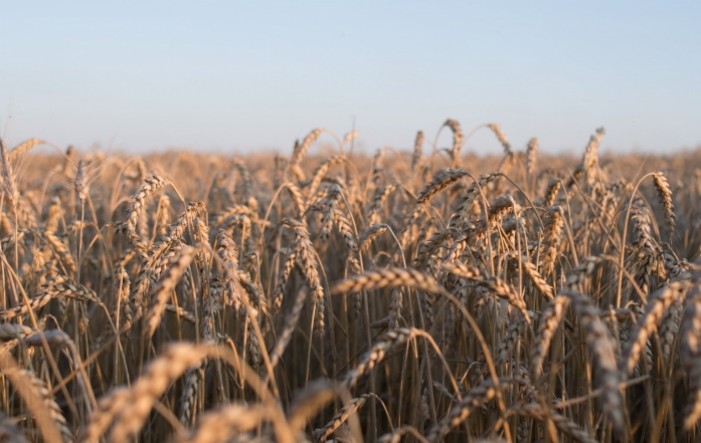Ukrajina obustavila izvoz žitarica i soli, Europi prijeti nestašica kruha