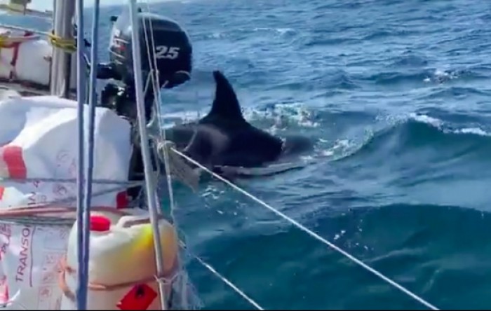 Kitovi ubojice napali jedrilice na sjeveru Španjolske