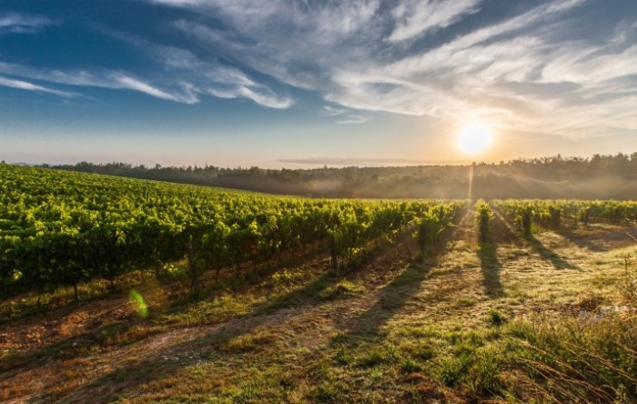 Proizvodnja vina u Francuskoj u ovoj godini veća za 18 posto