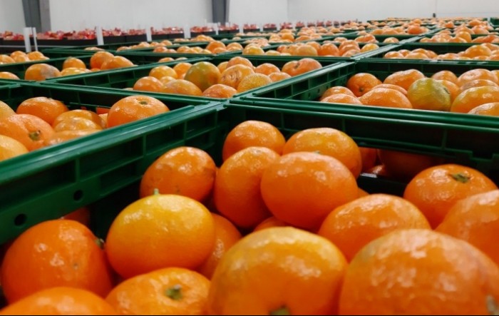 Vučković najavila program pomoći proizvođačima mandarina