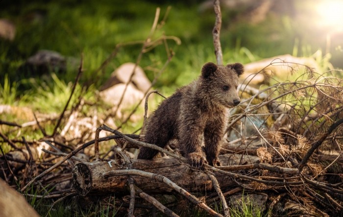 WWF: Lika i Gorski kotar pozitivan primjer suživota čovjeka i medvjeda
