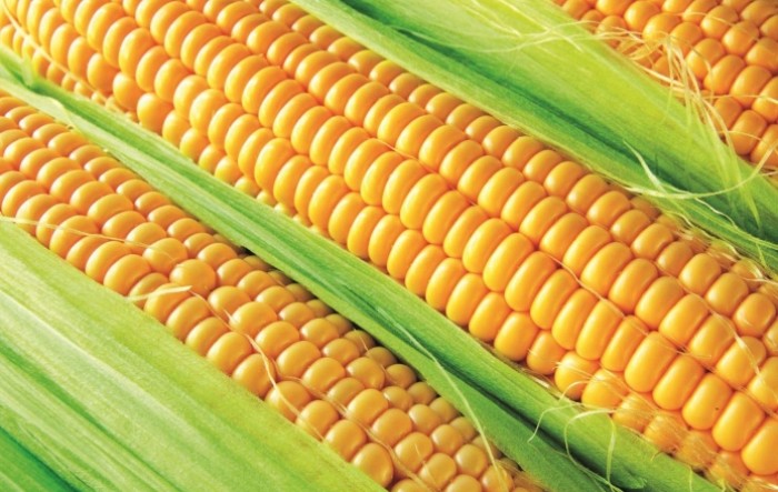 Proizvodnja kukuruza u Hrvatskoj u 2020. porasla 9,8 posto