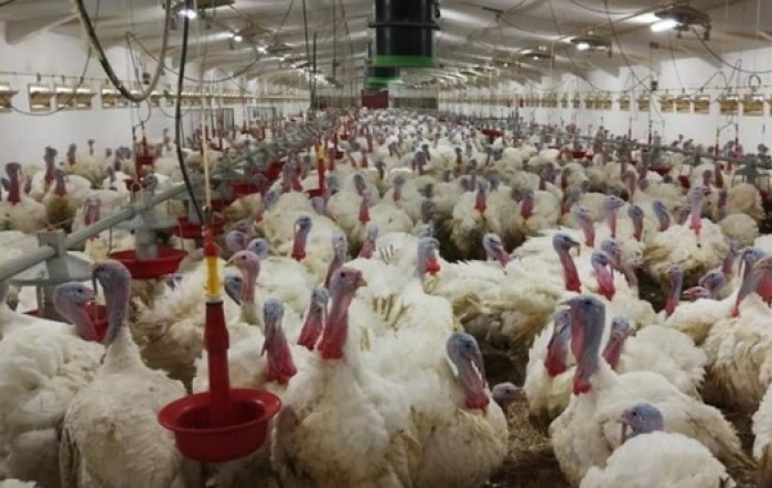 Ptičja gripa na farmi Vindona, na eutanaziju ide 60.000 purana
