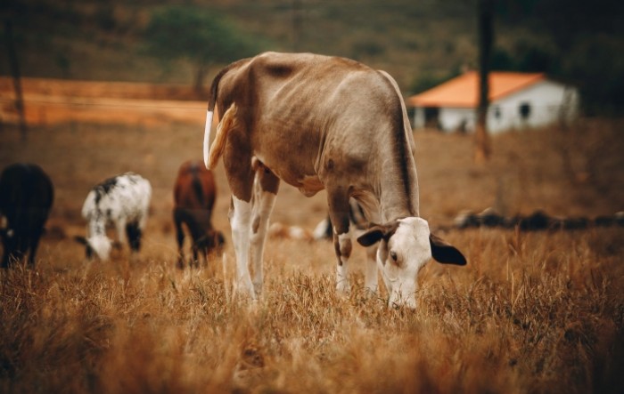 BiH će u Tursku ove godine izvesti 1.000 tona govedine