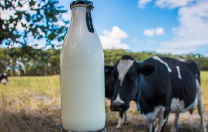 U 2019. prikupljeno 3,9 posto manje kravljeg mlijeka
