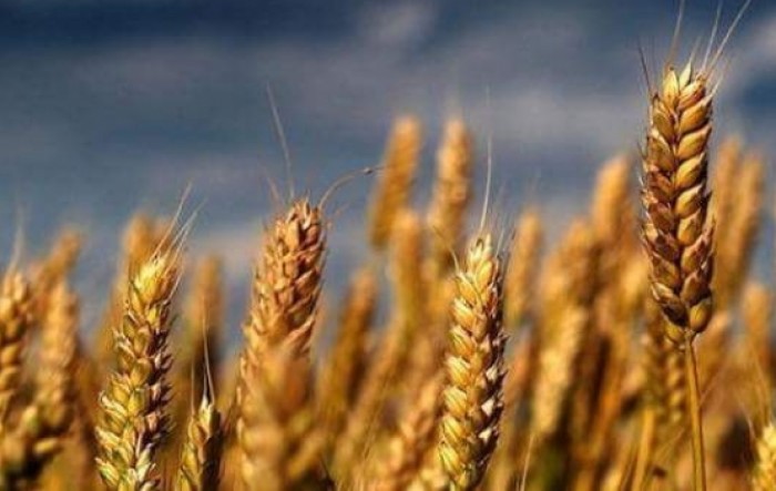 Koronakriza neće ugroziti tržište pšenice
