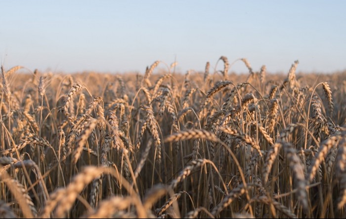 Mađarska želi zabraniti uvoz ukrajinskih žitarica do kraja godine
