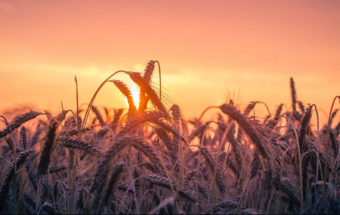 Suša i rat u Ukrajini znatno smanjili svjetske zalihe žitarica
