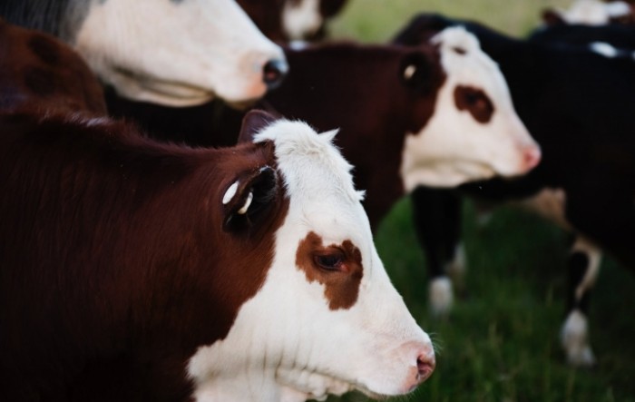 Povećana proizvodnja goveda, ali manje mlijeka, svinja, ovaca i koza