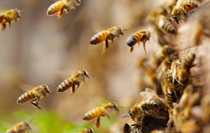 U Hrvatskoj uništeno čak 40 posto pčelinjih zajednica
