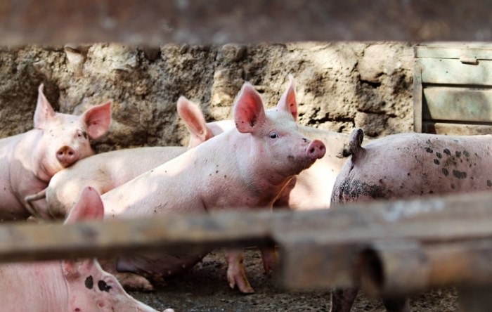 Odluka o popisivanju svinja izazvala ustavnu tužnu
