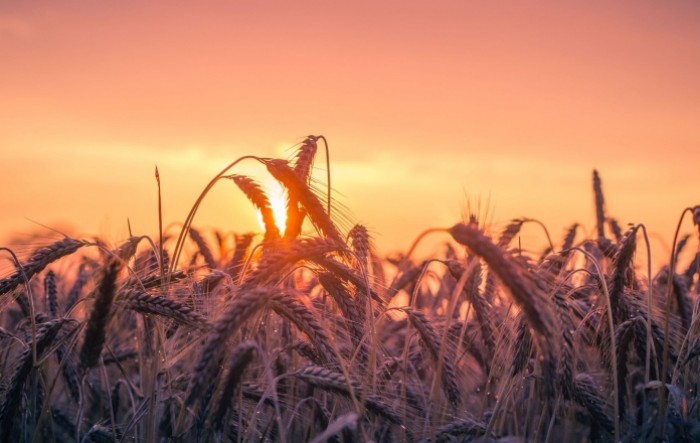 Cijene žita padaju na 300 eura po toni i vraćaju se na razine prije sukoba u Ukrajini