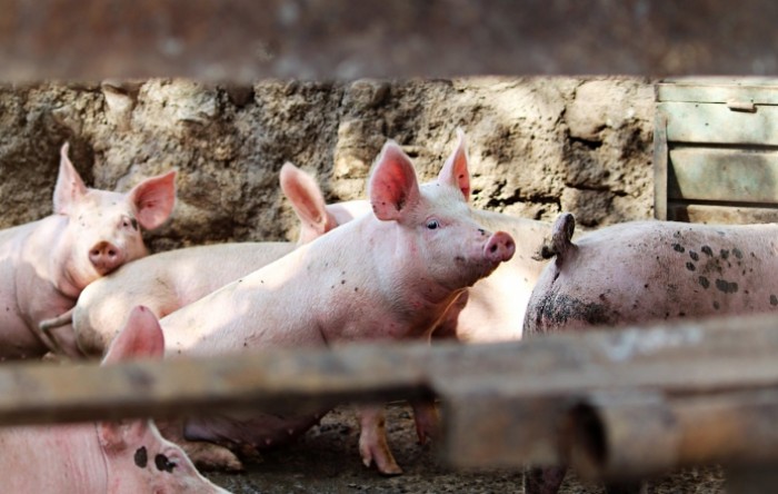 Njemački istraživači uzgajat će svinje za transplantacije srca ljudima