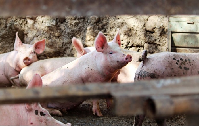 Proizvođači svinja: Evropa višak svinjskog mesa izvozi u Srbiju