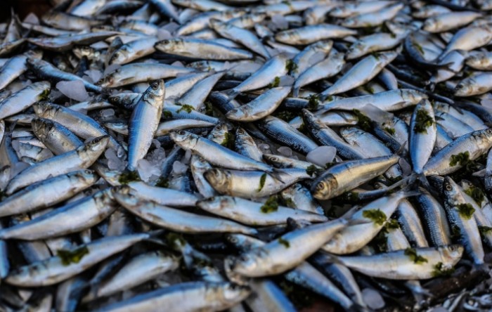U 2021. ulov i uzgoj morske ribe pao 6,5 posto, cijene porasle