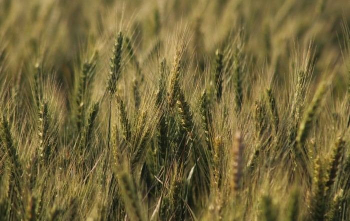 Dolazi najveća nestašica pšenice u povijesti