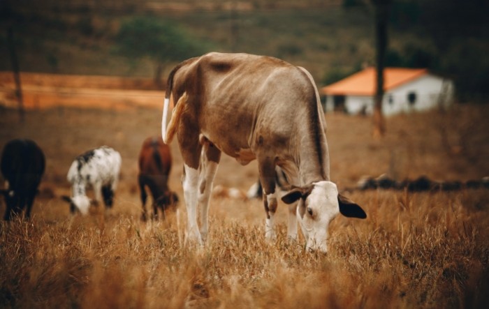 Stočari u Srbiji rasprodaju krave zbog niske cene mleka