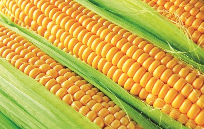 Proizvodnja kukuruza u Hrvatskoj na najvišoj razini u deset godina