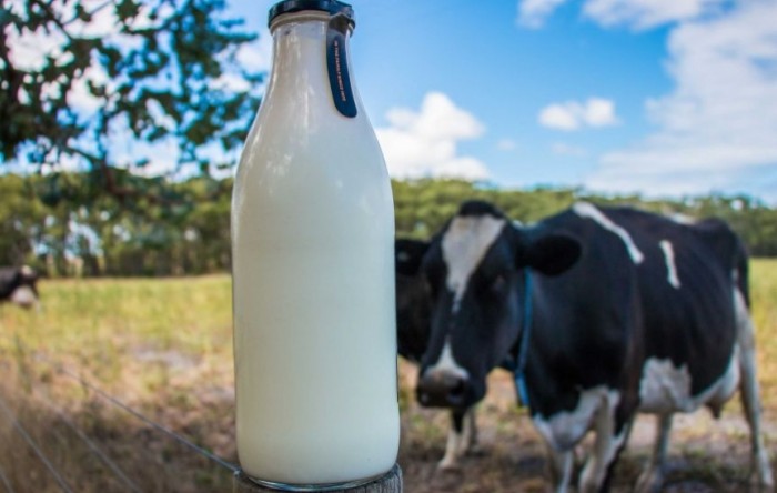 Planovi EU-a o pomoći mljekarskom sektoru naišli na kritiku