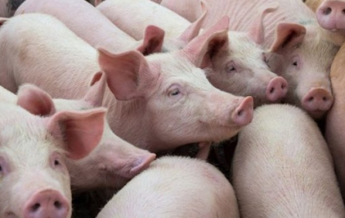 Cijene svinja pale 13,6 posto