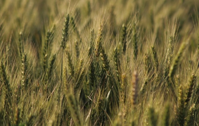 Poljska najavljuje provjeru kvalitete ukrajinskih žitarica