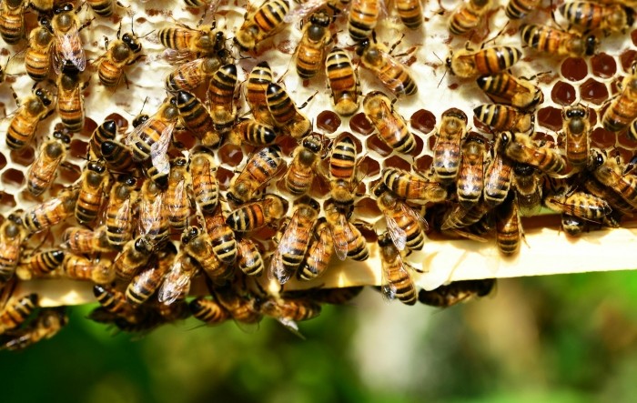 Europski pčelarski savez imat će sjedište u Sloveniji