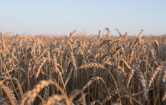 Krim zasipa Siriju pšenicom, Ukrajina prosvjeduje zbog krađe