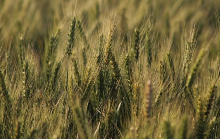 Rusija postupno obnavlja izvoz pšenice preko Crnog mora