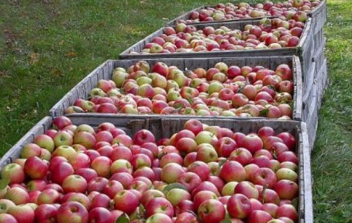 Kako jabuka iz Srbije dospe sveža na drugi kraj sveta