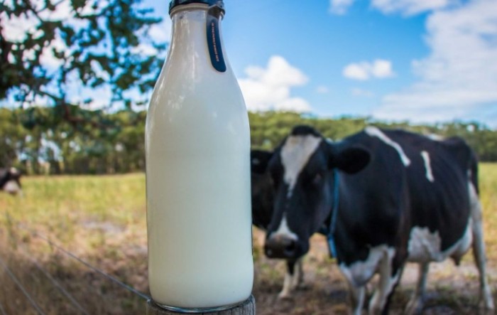 Hrvatska u skupini zemalja EU-a s padom proizvodnje mlijeka u ožujku