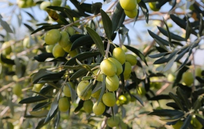 Poharani maslinici u središnjoj Istri