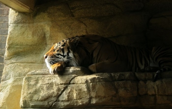 Tigrica u njujorškom zoološkom vrtu pozitivna na koronavirus