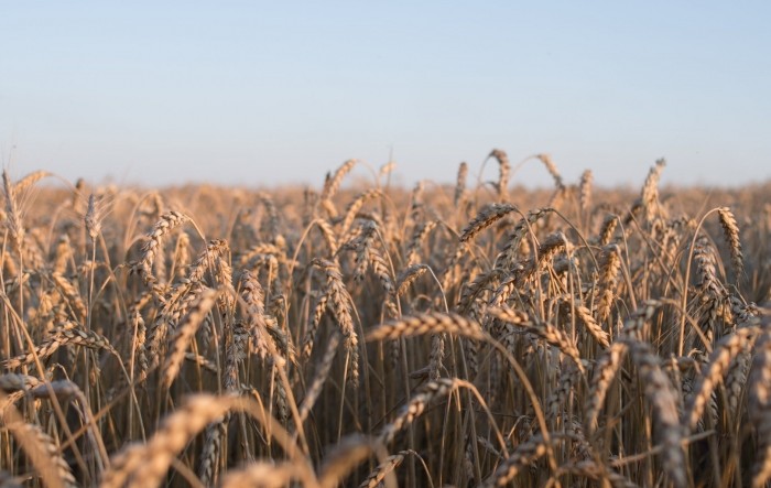 Katapultirane cijene pšenice, a to je tek početak