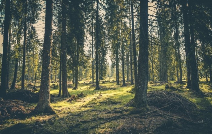 Hrvatske šume: Hrvatska ima 95 posto prirodnih šuma