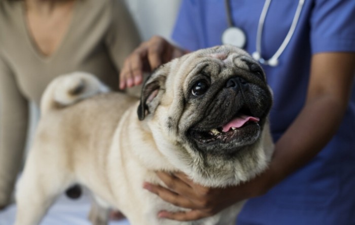 Mops Winston prvi pas zaražen koronavirusom u SAD-u