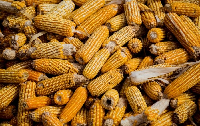Tržište kukuruza na udaru loših vijesti iz SAD-a
