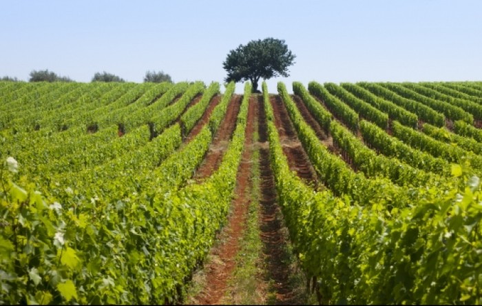 Vinski stručnjaci iz cijelog svijeta dolaze kušati arhivska izdanja terana vinarije Coronica